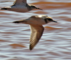Charadrius leschenaultii