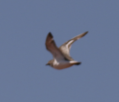 Charadrius leschenaultii