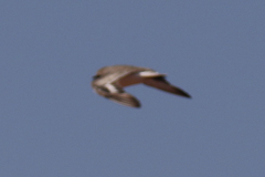 Charadrius leschenaultii