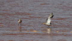 Calidris ferruginea