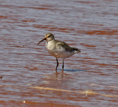 Calidris ferruginea