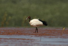 Threskiornis bernieri bernieri