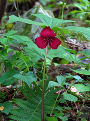 Trillium vaseyi
