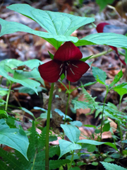 Trillium vaseyi