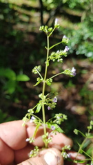 Hyptis urticoides