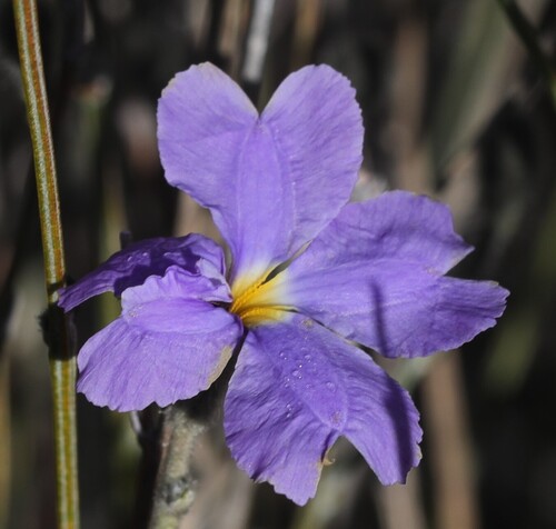Dampiera oligophylla, 2025-08-11
