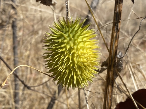 West Indian Gherkin