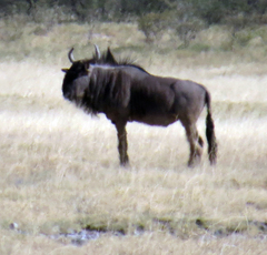 Connochaetes taurinus