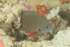 Pycnochromis delta