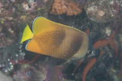 Chaetodon kleinii