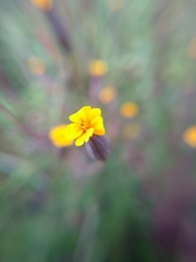 Tagetes subulata