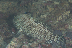 Epinephelus macrospilos