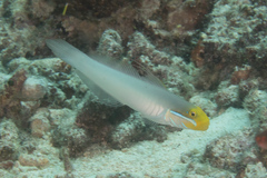 Valenciennea strigata