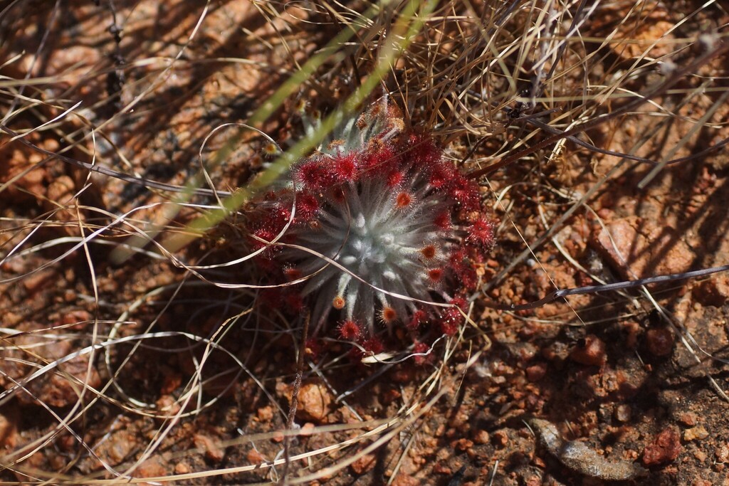 Drosera derbyensis, Warumungu NT 0852, Australia