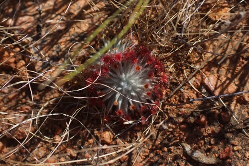 Drosera derbyensis