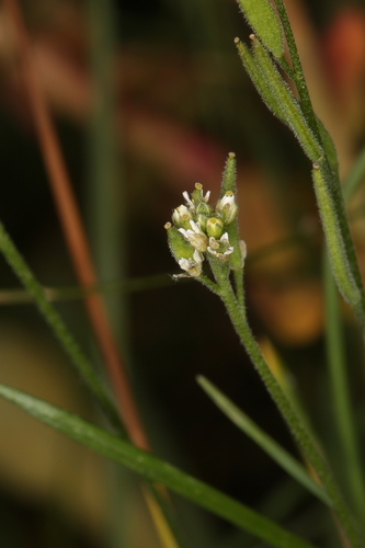 tall draba (Draba praealta)