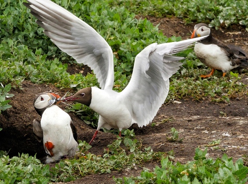 Black-headed Gull｜红嘴鸥 参考照片