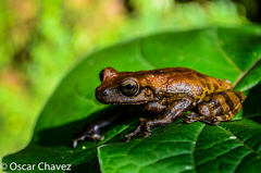 Charadrahyla taeniopus