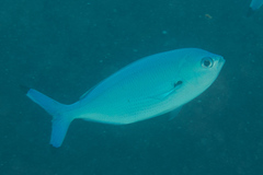 Caesio lunaris