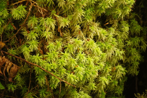 Variegated peat moss (Sphagnum rubiginosum)
