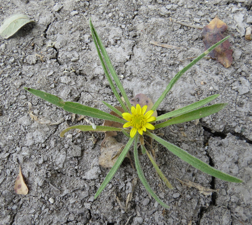 Geigeria filifolia image