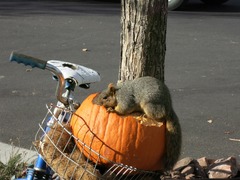 Sciurus niger