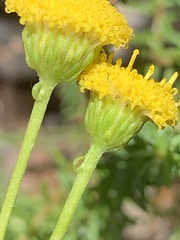 Chrysocoma cernua, photograph Matthew Fainman, CC BY, iNaturalist via GBIF