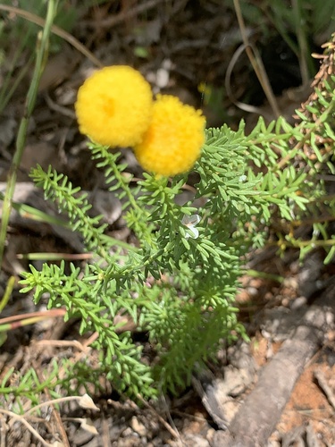 Chrysocoma cernua, photograph 5