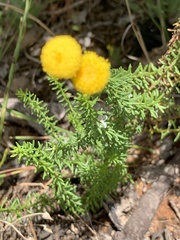 Chrysocoma cernua, photograph Matthew Fainman, CC BY, iNaturalist via GBIF