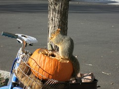 Sciurus niger