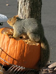 Sciurus niger