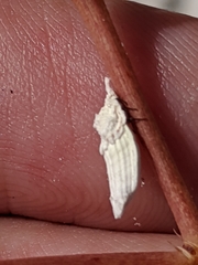 Crypticerya genistae