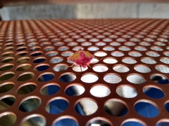 Psectrotarsia euposis