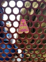 Psectrotarsia euposis