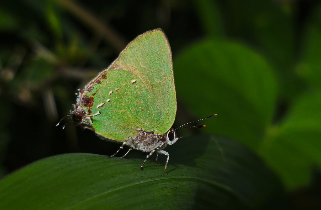 Clench's Greenstreak