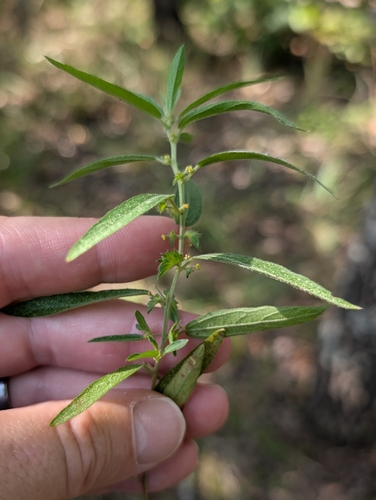 Acalypha monococca, photograph 2