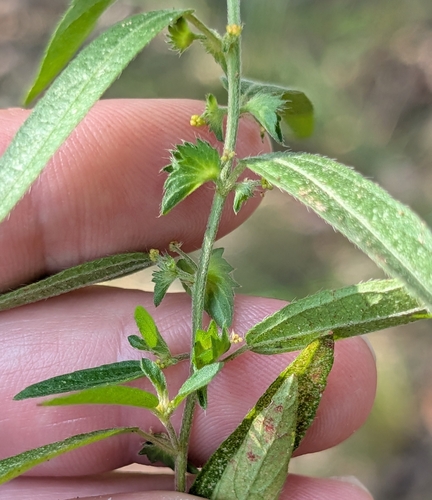 Acalypha monococca, photograph 3
