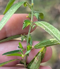 Acalypha monococca, photograph (c) Alan Prather, some rights reserved (CC BY)