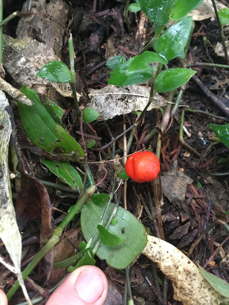 Leratiomyces erythrocephalus · August 2025 · photo: © strewick (iNaturalist, cc-by-nc)