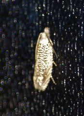 Eucosma argutipunctana