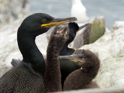 European Shag