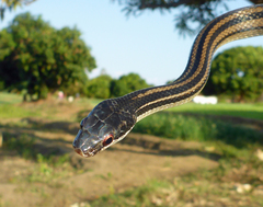 Dromicodryas quadrilineatus