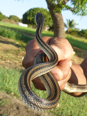 Dromicodryas quadrilineatus