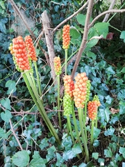 Arum maculatum
