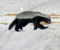 Mellivora capensis