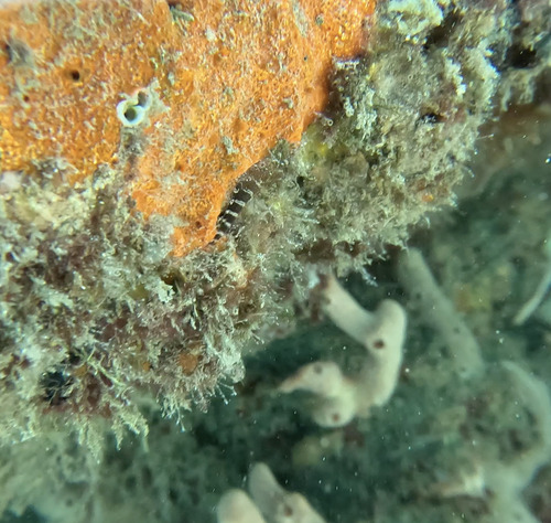 Barred blenny (Hypleurochilus bermudensis) — Blenniidae