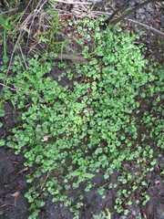 Ranunculus flabellaris