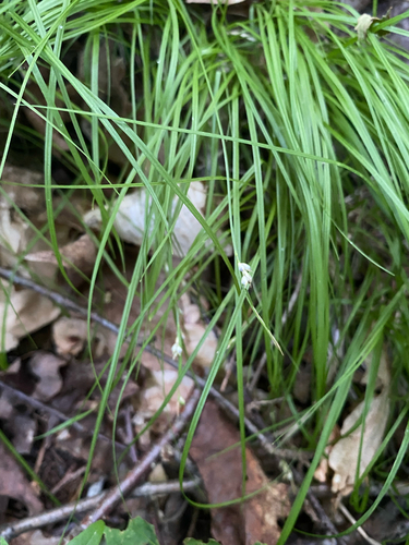 New England sedge (Carex novae)