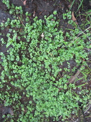 Ranunculus flabellaris