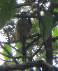 Pheucticus melanocephalus
